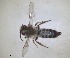  ( - RMNH.INS.1266060)  @11 [ ] by-nc-sa (2024) Unspecified Naturalis Biodiversity Centre