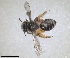  ( - RMNH.INS.1266123)  @11 [ ] by-nc-sa (2024) Unspecified Naturalis Biodiversity Centre