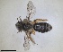  ( - RMNH.INS.1266124)  @11 [ ] by-nc-sa (2024) Unspecified Naturalis Biodiversity Centre