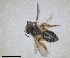  ( - RMNH.INS.1266125)  @11 [ ] by-nc-sa (2024) Unspecified Naturalis Biodiversity Centre