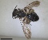  ( - RMNH.INS.1266191)  @11 [ ] by-nc-sa (2024) Unspecified Naturalis Biodiversity Centre