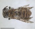  (Cubiandrena - RMNH.INS.1266205)  @11 [ ] by-nc-sa (2024) Unspecified Naturalis Biodiversity Centre