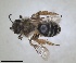  ( - RMNH.INS.1266222)  @11 [ ] by-nc-sa (2024) Unspecified Naturalis Biodiversity Centre
