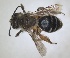  ( - RMNH.INS.1266223)  @11 [ ] by-nc-sa (2024) Unspecified Naturalis Biodiversity Centre