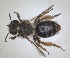  ( - RMNH.INS.1266224)  @11 [ ] by-nc-sa (2024) Unspecified Naturalis Biodiversity Centre