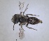  ( - RMNH.INS.1266250)  @11 [ ] by-nc-sa (2024) Unspecified Naturalis Biodiversity Centre