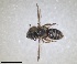  ( - RMNH.INS.1266251)  @11 [ ] by-nc-sa (2024) Unspecified Naturalis Biodiversity Centre