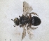  ( - RMNH.INS.1302417)  @11 [ ] by-nc-sa (2024) Unspecified Naturalis Biodiversity Centre