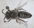  (Colletes tuberculiger - RMNH.INS.1302418)  @11 [ ] by-nc-sa (2024) Unspecified Naturalis Biodiversity Centre