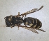  ( - RMNH.INS.1302420)  @11 [ ] by-nc-sa (2024) Unspecified Naturalis Biodiversity Centre