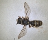  ( - RMNH.INS.1302421)  @11 [ ] by-nc-sa (2024) Unspecified Naturalis Biodiversity Centre