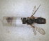  ( - RMNH.INS.1302422)  @11 [ ] by-nc-sa (2024) Unspecified Naturalis Biodiversity Centre