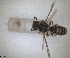  ( - RMNH.INS.1302423)  @11 [ ] by-nc-sa (2024) Unspecified Naturalis Biodiversity Centre