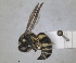  (Euodynerus semisaecularis - RMNH.INS.1302424)  @11 [ ] by-nc-sa (2024) Unspecified Naturalis Biodiversity Centre