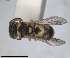  ( - RMNH.INS.1302425)  @11 [ ] by-nc-sa (2024) Unspecified Naturalis Biodiversity Centre