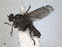  (Thinophilus flavipalpis - RMNH.INS.1530450)  @11 [ ] by-nc-sa (2023) Unspecified Naturalis Biodiversity Centre