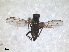  ( - RMNH.INS.1530451)  @11 [ ] by-nc-sa (2023) Unspecified Naturalis Biodiversity Centre