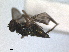  ( - RMNH.INS.1530452)  @11 [ ] by-nc-sa (2023) Unspecified Naturalis Biodiversity Centre