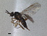  ( - RMNH.INS.1530512)  @11 [ ] by-nc-sa (2023) Unspecified Naturalis Biodiversity Centre