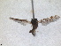  ( - RMNH.INS.1530528)  @11 [ ] by-nc-sa (2023) Unspecified Naturalis Biodiversity Centre