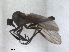  ( - RMNH.INS.1530529)  @11 [ ] by-nc-sa (2023) Unspecified Naturalis Biodiversity Centre