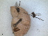  ( - RMNH.INS.1530610)  @11 [ ] by-nc-sa (2024) Unspecified Naturalis Biodiversity Centre