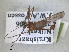  (Euphylidorea lineola - RMNH.INS.1530617)  @11 [ ] by-nc-sa (2024) Unspecified Naturalis Biodiversity Centre