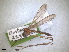  ( - RMNH.INS.1530619)  @11 [ ] by-nc-sa (2024) Unspecified Naturalis Biodiversity Centre
