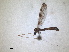  ( - RMNH.INS.1530631)  @11 [ ] by-nc-sa (2024) Unspecified Naturalis Biodiversity Centre