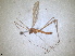  ( - RMNH.INS.1530632)  @11 [ ] by-nc-sa (2024) Unspecified Naturalis Biodiversity Centre