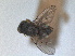  ( - RMNH.INS.1530666)  @11 [ ] by-nc-sa (2024) Unspecified Naturalis Biodiversity Centre