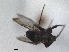  ( - RMNH.INS.1530672)  @11 [ ] by-nc-sa (2024) Unspecified Naturalis Biodiversity Centre