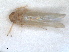  (Edwardsiana lethierryi - RMNH.INS.1530838)  @11 [ ] by-nc-sa (2023) Unspecified Naturalis Biodiversity Centre