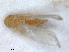  ( - RMNH.INS.1530846)  @11 [ ] by-nc-sa (2023) Unspecified Naturalis Biodiversity Centre
