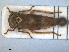  ( - RMNH.INS.1530852)  @11 [ ] by-nc-sa (2023) Unspecified Naturalis Biodiversity Centre