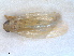  ( - RMNH.INS.1530854)  @11 [ ] by-nc-sa (2023) Unspecified Naturalis Biodiversity Centre
