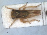  ( - RMNH.INS.1530860)  @11 [ ] by-nc-sa (2023) Unspecified Naturalis Biodiversity Centre
