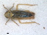  (Eupteryx artemisiae - RMNH.INS.1530886)  @11 [ ] by-nc-sa (2023) Unspecified Naturalis Biodiversity Centre