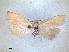  (Cnephasia fulturata - RMNH.INS.1530931)  @11 [ ] by-nc-sa (2023) Unspecified Naturalis Biodiversity Centre
