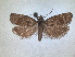  ( - RMNH.INS.1530936)  @11 [ ] by-nc-sa (2023) Unspecified Naturalis Biodiversity Centre