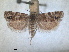  ( - RMNH.INS.1530939)  @11 [ ] by-nc-sa (2023) Unspecified Naturalis Biodiversity Centre