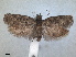  ( - RMNH.INS.1530944)  @11 [ ] by-nc-sa (2023) Unspecified Naturalis Biodiversity Centre