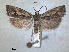  ( - RMNH.INS.1530948)  @11 [ ] by-nc-sa (2023) Unspecified Naturalis Biodiversity Centre