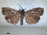  ( - RMNH.INS.1530949)  @11 [ ] by-nc-sa (2023) Unspecified Naturalis Biodiversity Centre