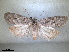  ( - RMNH.INS.1530955)  @11 [ ] by-nc-sa (2023) Unspecified Naturalis Biodiversity Centre