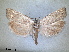  ( - RMNH.INS.1530974)  @11 [ ] by-nc-sa (2023) Unspecified Naturalis Biodiversity Centre