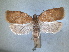  ( - RMNH.INS.1530977)  @11 [ ] by-nc-sa (2023) Unspecified Naturalis Biodiversity Centre