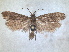  ( - RMNH.INS.1530982)  @11 [ ] by-nc-sa (2023) Unspecified Naturalis Biodiversity Centre