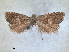 ( - RMNH.INS.1530985)  @11 [ ] by-nc-sa (2023) Unspecified Naturalis Biodiversity Centre