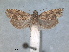  ( - RMNH.INS.1530986)  @11 [ ] by-nc-sa (2023) Unspecified Naturalis Biodiversity Centre